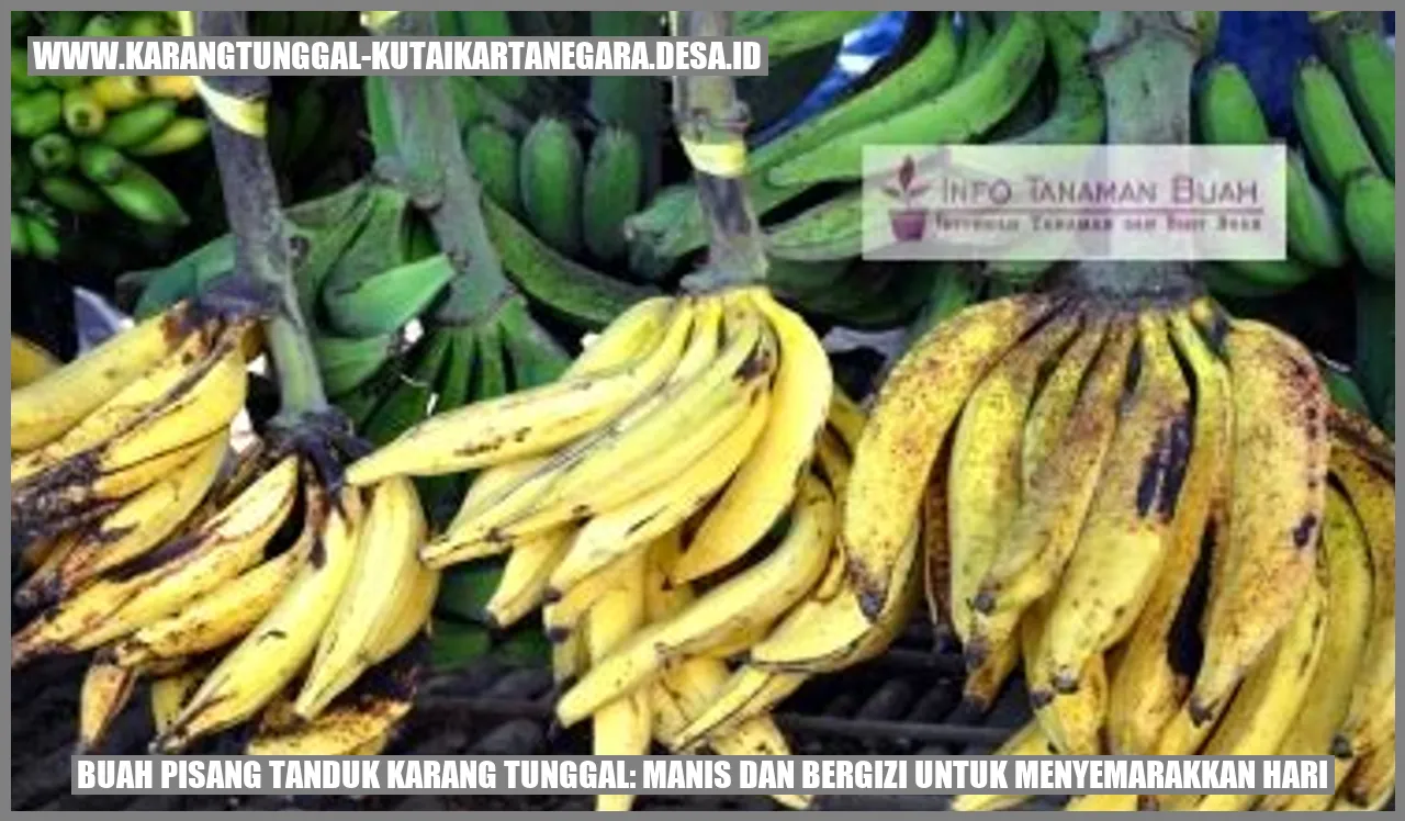 Buah Pisang Tanduk Karang Tunggal: Manis dan Bergizi untuk Menyemarakkan Hari