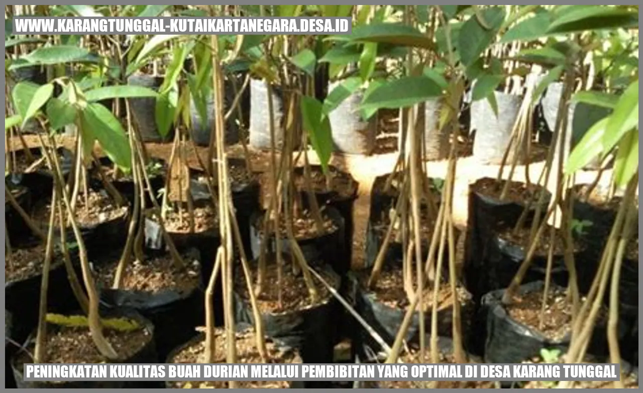 Peningkatan Kualitas Buah Durian melalui Pembibitan yang Optimal di Desa Karang Tunggal