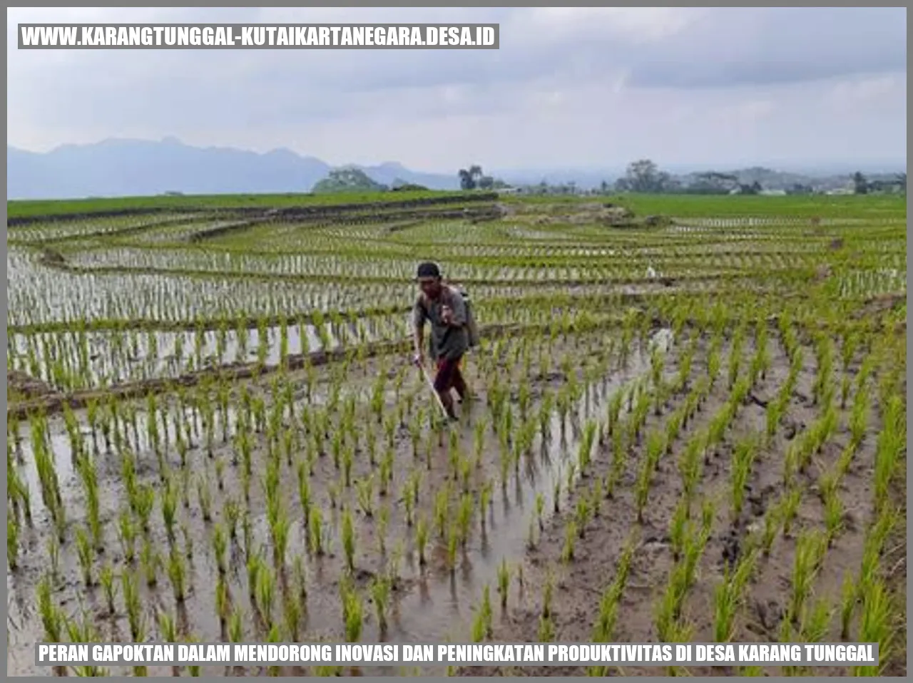 Lagi Menjadi Membaca: Peran Gapoktan dalam Mendorong Inovasi dan Peningkatan Produktivitas di Desa Karang Tunggal